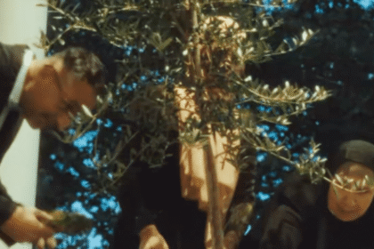 Mamdani plants olive tree with Gaza families