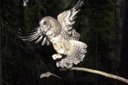 Trump opens loophole allowing companies to kill endangered animals