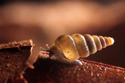 Scientists find two tiny new snails with shells that close like doors