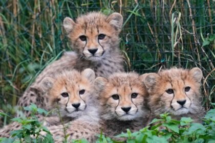 Cheetah cubs survive powerful storms, mother's illness at zoo