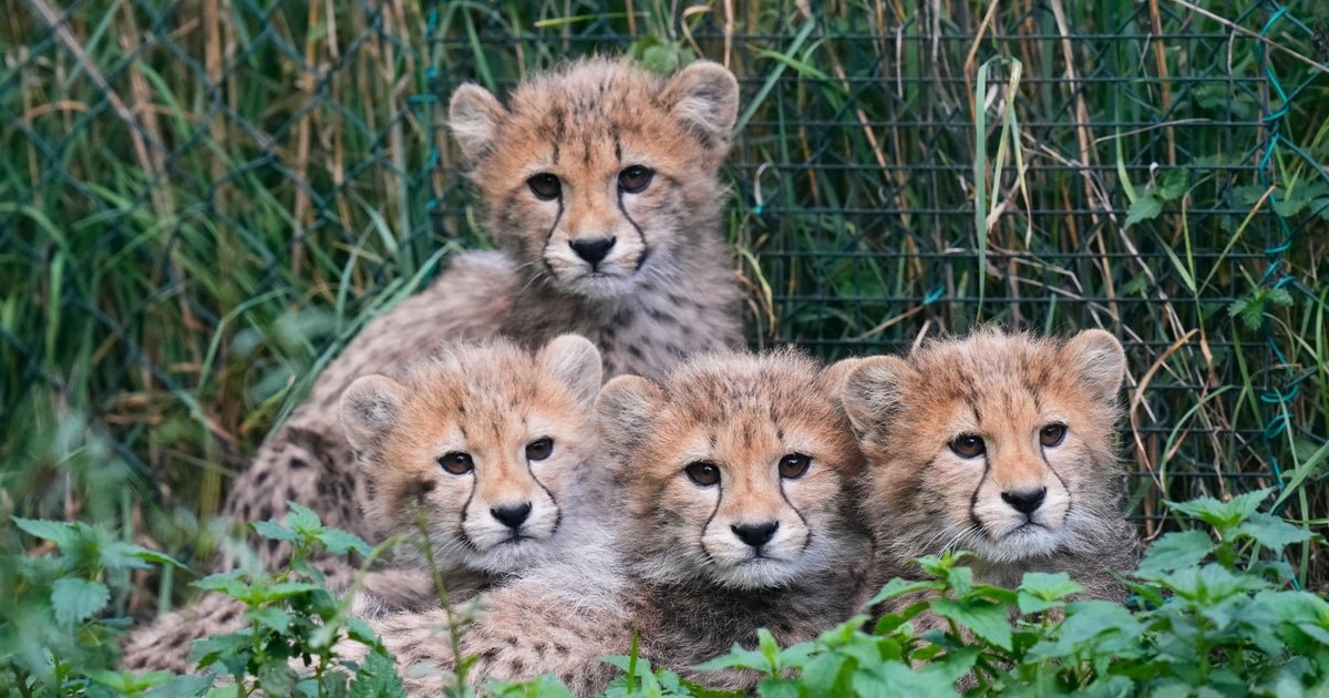Cheetah cubs survive powerful storms, mother's illness at zoo