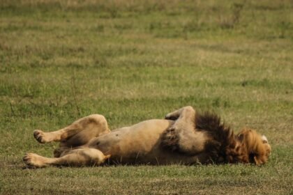 10 lions found dead in suspected poisoning at wildlife reserve