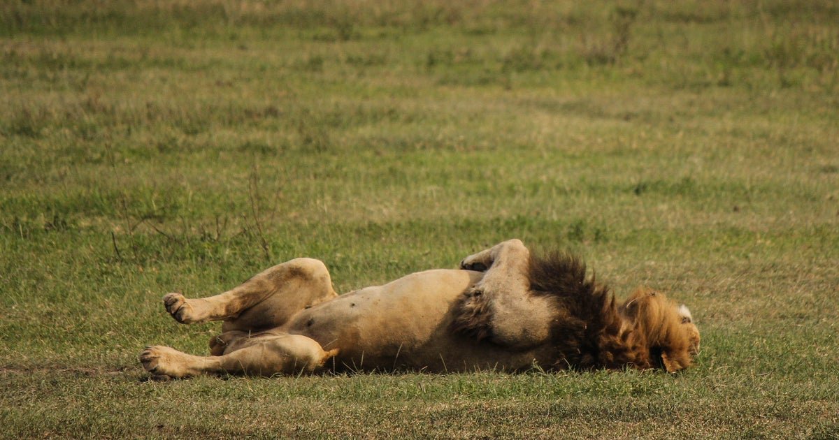 10 lions found dead in suspected poisoning at wildlife reserve