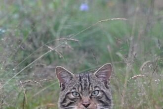 Inside Scotland's wildcat HQ