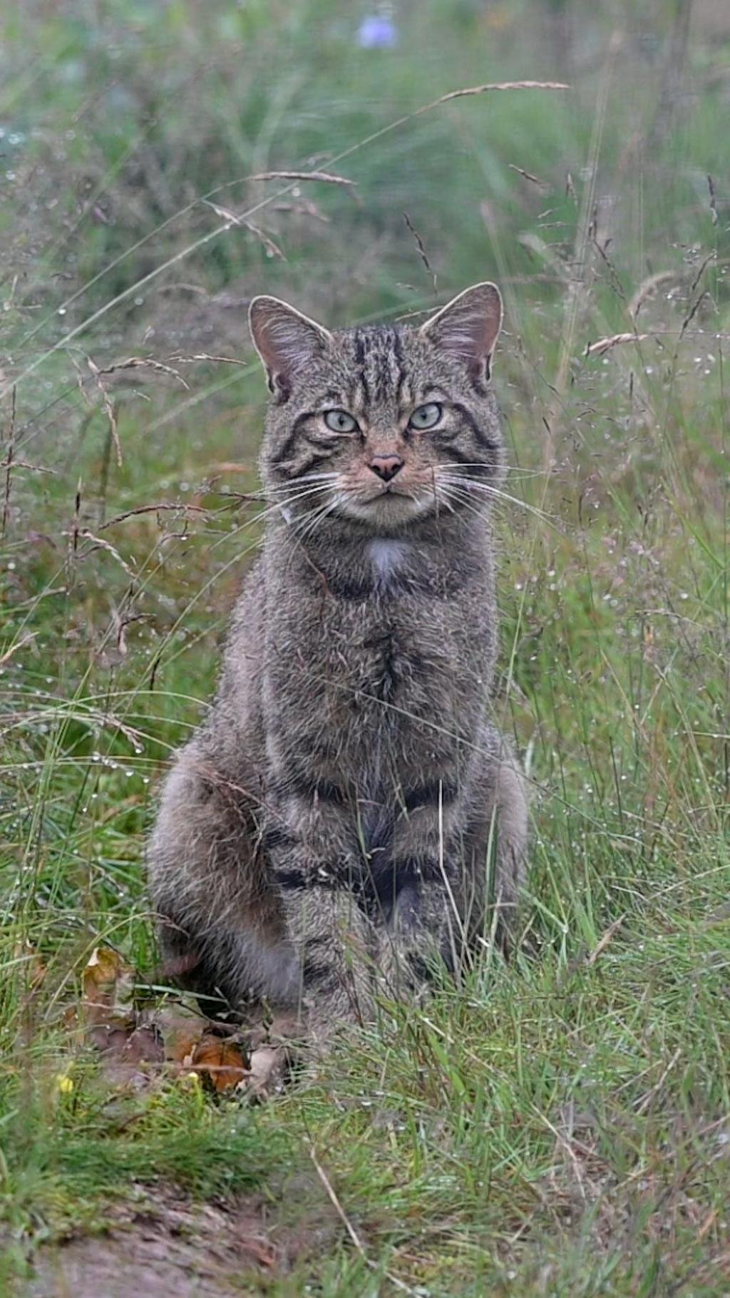 Inside Scotland's wildcat HQ