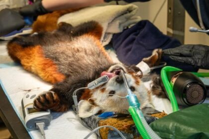 Edinburgh Zoo's red panda goes to the vet for toothache