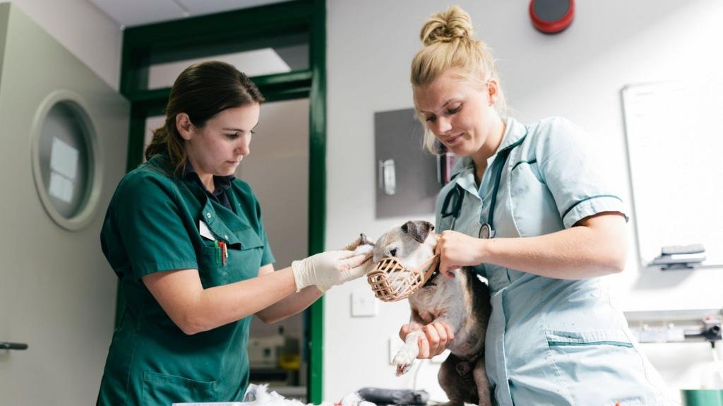 Vet prescription fees capped under rule changes