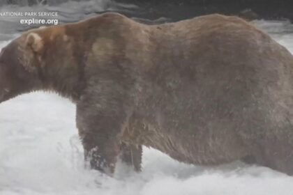 Watch: Meet 'Backpack', the chunky bear who won Fat Bear Week