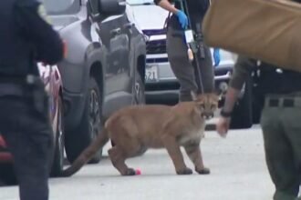 Mountain lion runs wild on streets of San Francisco