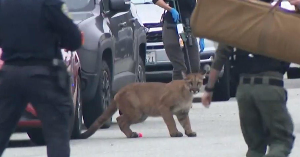 Mountain lion runs wild on streets of San Francisco