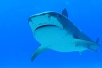 Swimmer killed in shark attack in front of horrified beachgoers