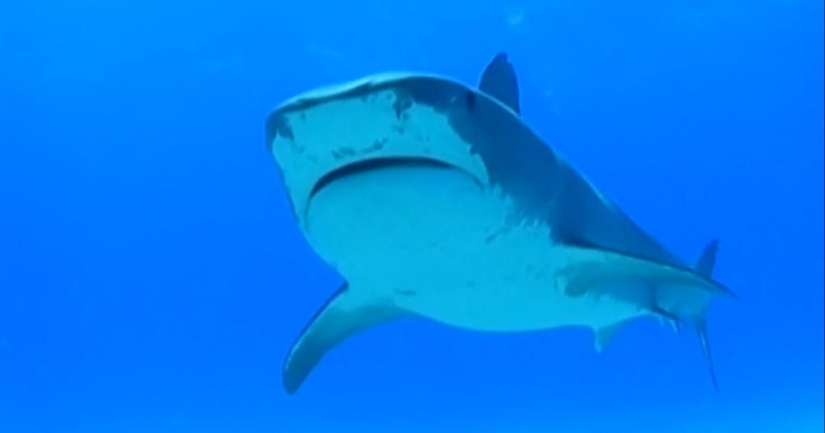 Swimmer killed in shark attack in front of horrified beachgoers