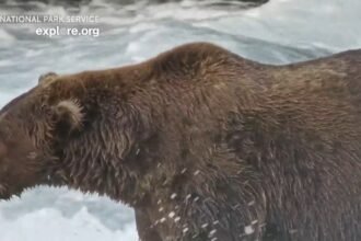 Voting for Fat Bear Week begins Tuesday