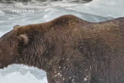 Voting for Fat Bear Week begins Tuesday