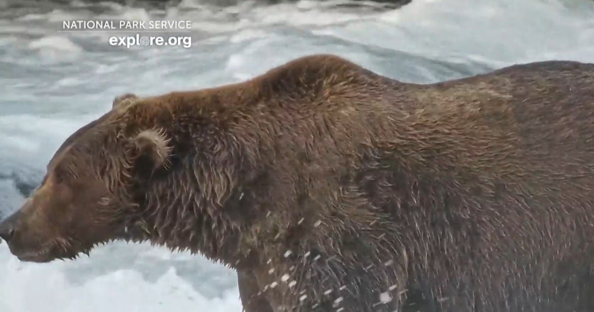 Voting for Fat Bear Week begins Tuesday