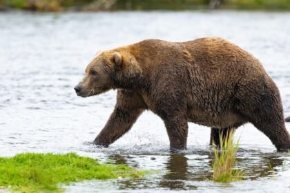Voting now open for round two of Fat Bear Week after turnout crashes portal