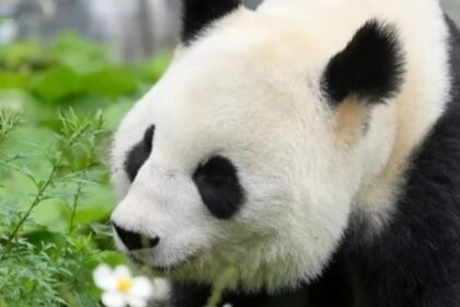 What to know about "panda diplomacy" as China sends 2 more furry friends to U.S.