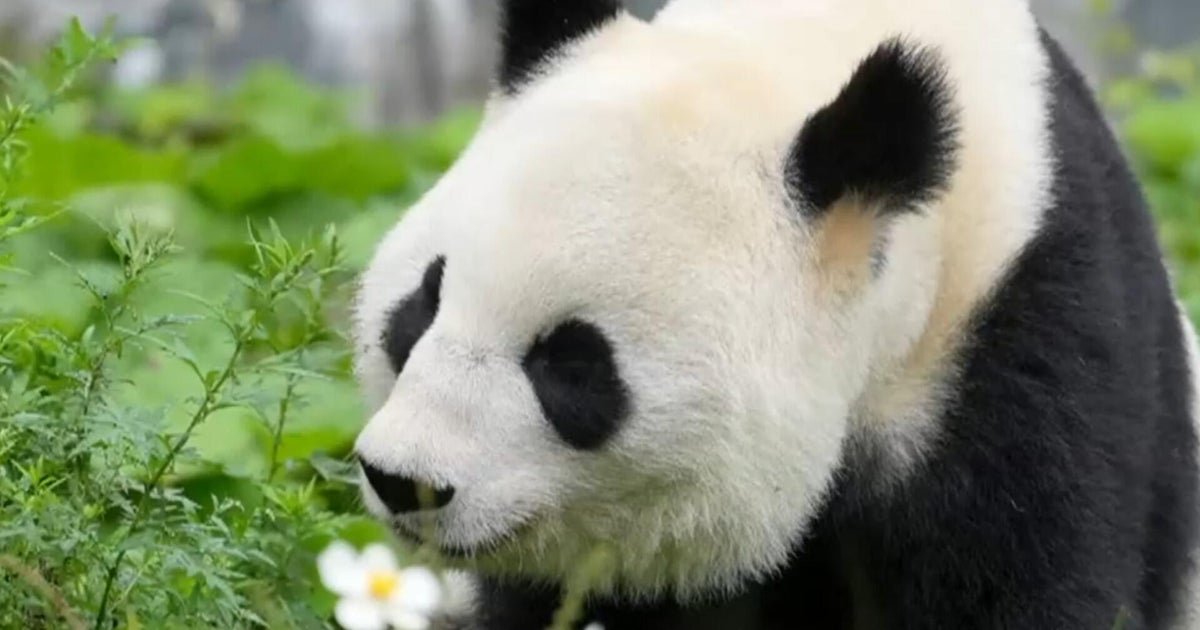 What to know about "panda diplomacy" as China sends 2 more furry friends to U.S.