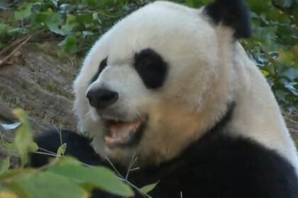Xi gifts giant pandas to U.S., continuing years of "panda diplomacy"