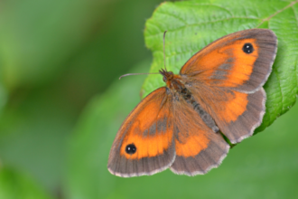 Butterfly populations 'could crash' due to weather