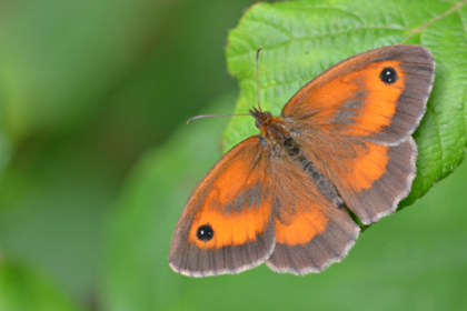 Butterfly populations 'could crash' due to weather