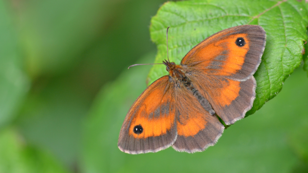Butterfly populations 'could crash' due to weather