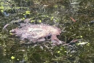 Dead animals found in canal where children row