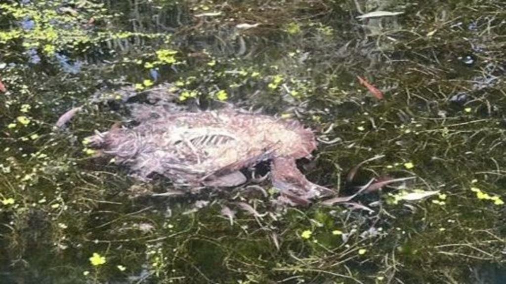 Dead animals found in canal where children row