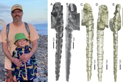 Fossil found on Welsh beach ends 'confusion' over 200-million-year-old fish teeth