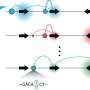 Decoding the DNA switches behind gene regulation