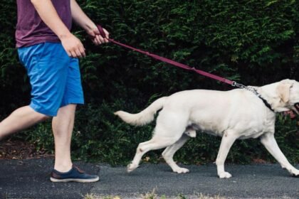 Ministers reject dog ownership licence scheme