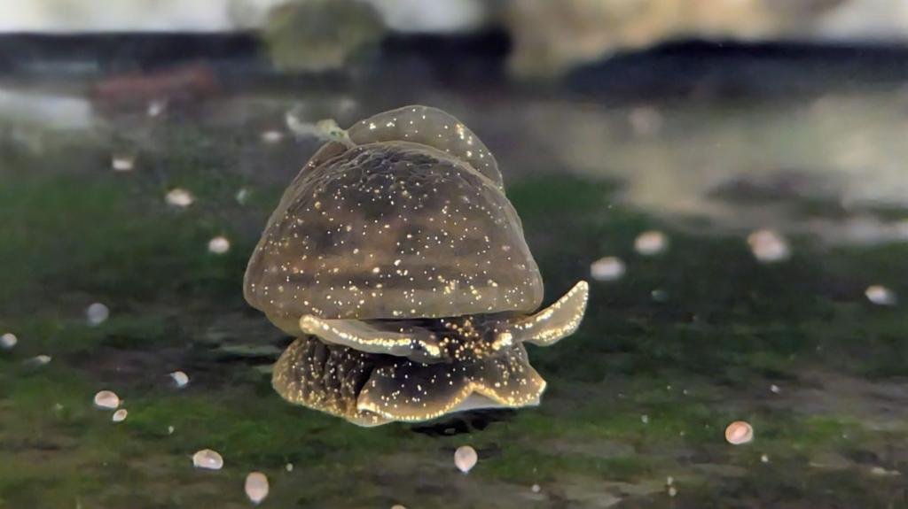 Rare snails lay eggs during car journey to zoo