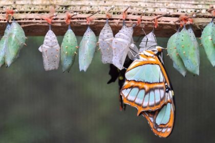 A $3.2 million 'bitcoin butterfly' option trade bets on $95,000 by the end of October