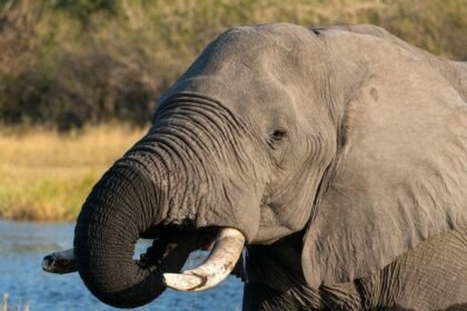 Botswana condemned for slaughtering 23 elephants for independence celebrations