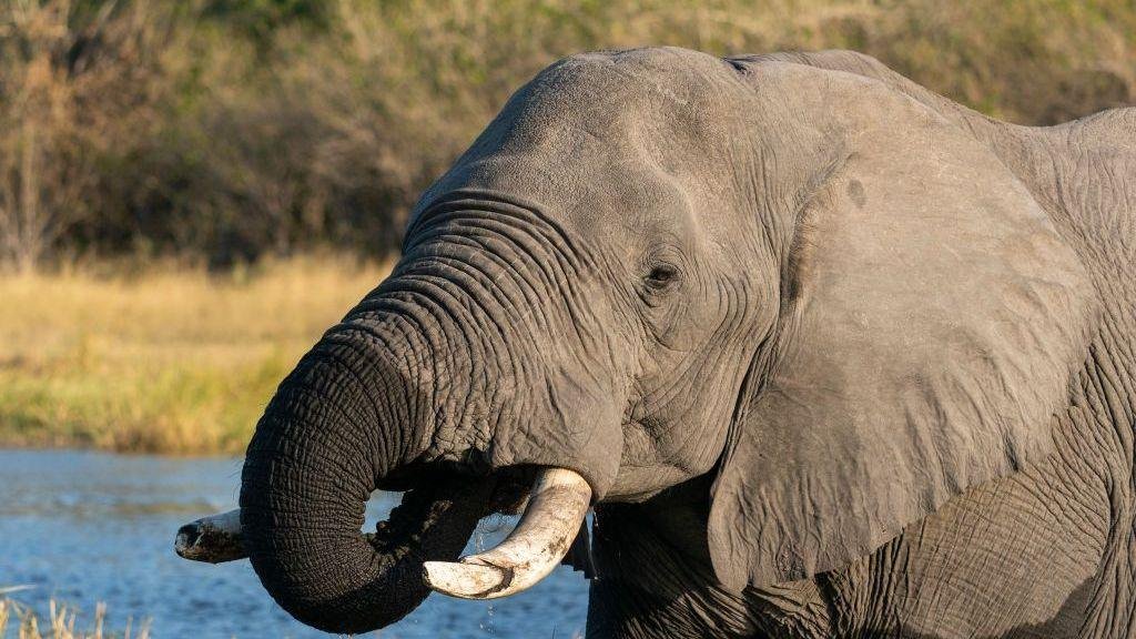 Botswana condemned for slaughtering 23 elephants for independence celebrations