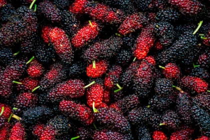 Mulberry may reshape gut bacteria and influence metabolism
