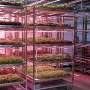 Robots grow and package lettuce year-round in Norway's fully automated farm