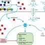 Newfound fungal nutrient-sensing mechanism could advance biofuels and disease control