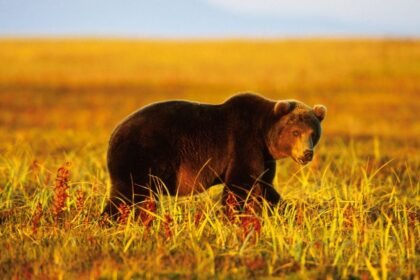 6 people killed in bear attacks in Siberia: "Under siege"