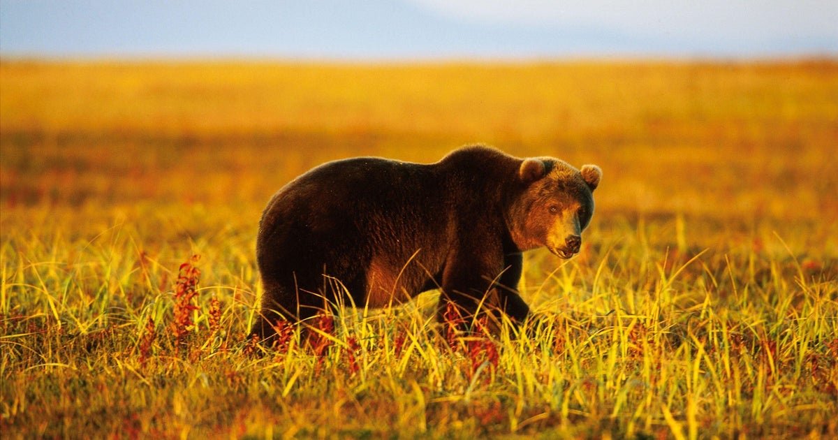 6 people killed in bear attacks in Siberia: "Under siege"