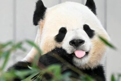 Pandas coming back to Zoo Atlanta for first time since 2024