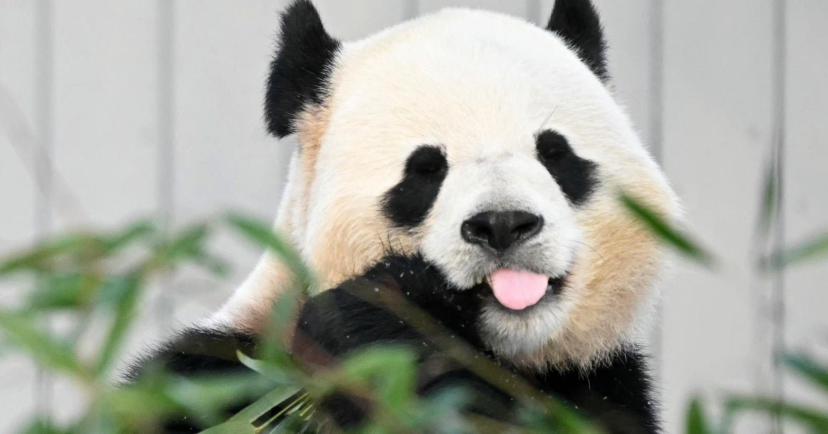 Pandas coming back to Zoo Atlanta for first time since 2024