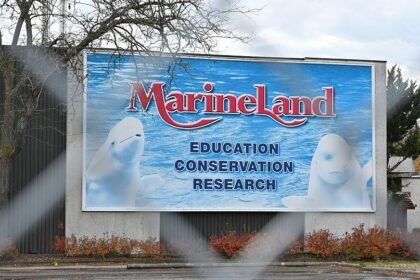 Marineland dolphin dies at Spain aquarium in latest death after rescue