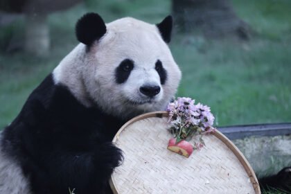 Has China’s Panda Diplomacy Lost Its Charm? It’s Not So Black-and-White