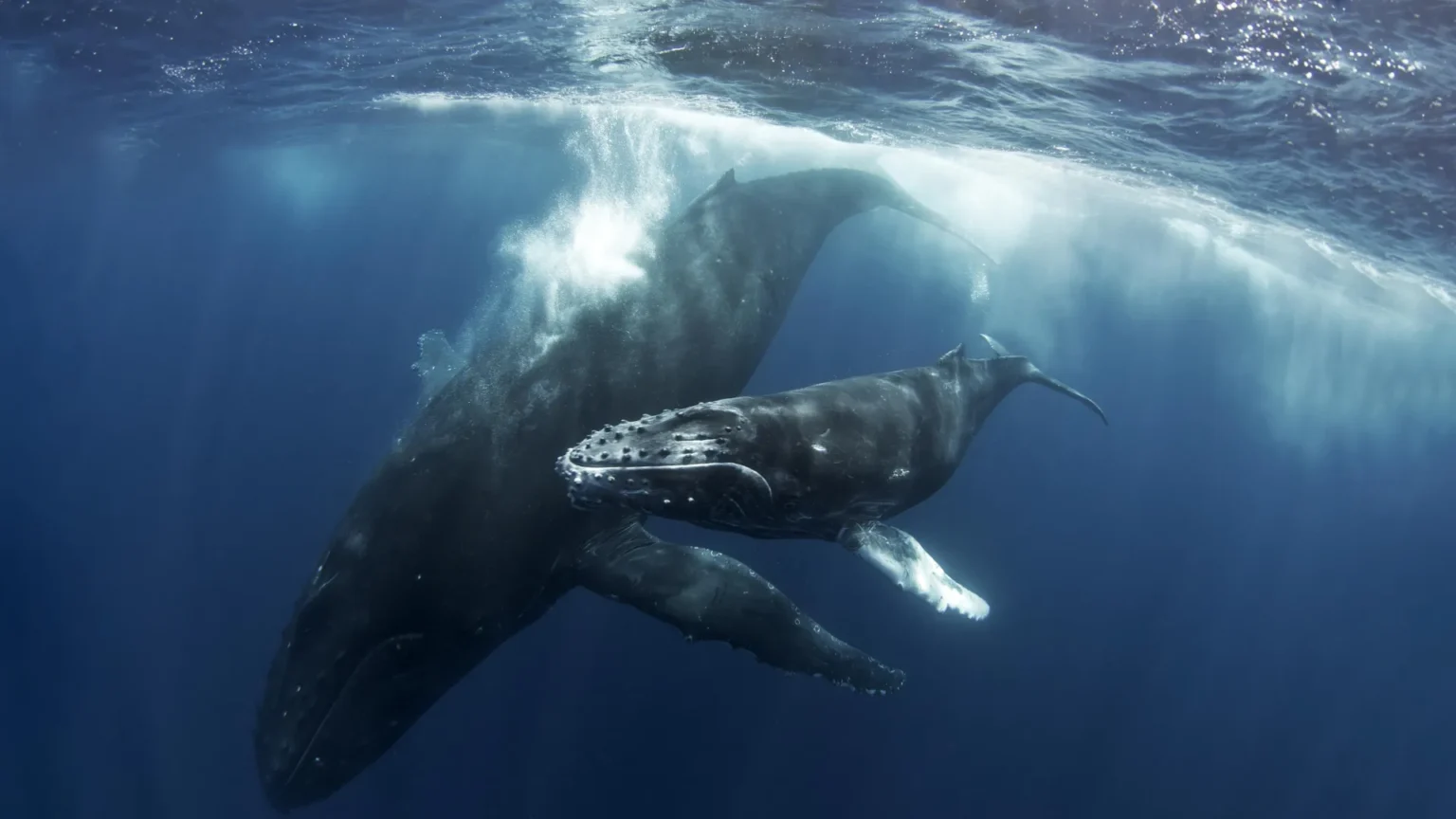 Humpback whale mother may have mourned her dead calf for days