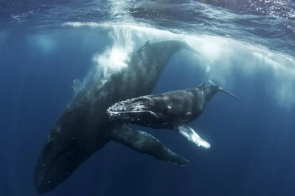 Humpback whale mother may have mourned her dead calf for days