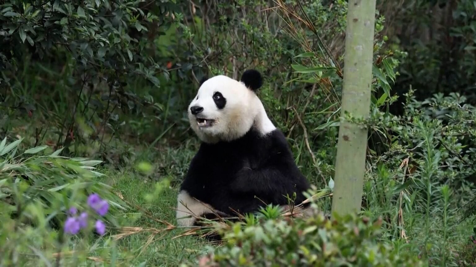 ‘Friendship pandas’ arrive in Atlanta, marking US-China relations moment