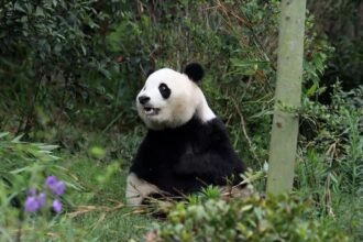 ‘Friendship pandas’ arrive in Atlanta, marking US-China relations moment