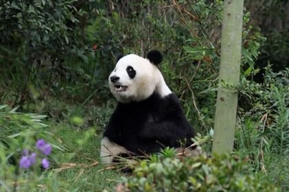 ‘Friendship pandas’ arrive in Atlanta, marking US-China relations moment