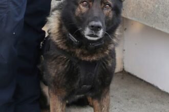 Police K-9 shot and killed on its final shift before retirement